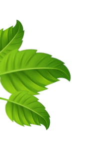 Leaves Image